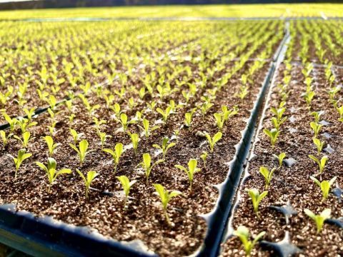 京郊蔬菜集约化育苗2.05亿株 比去年同期增加2